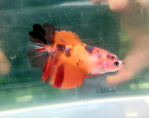 betta hembra nemo longtail