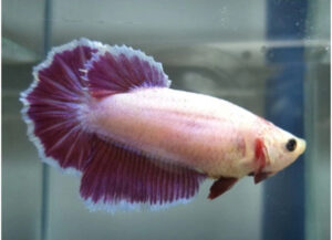 betta hembra halfmoon lavender