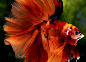 betta macho nemo longtail