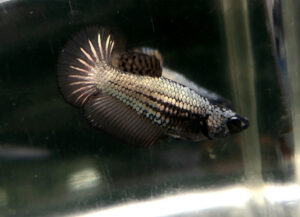 betta hembra halfmoon black copper