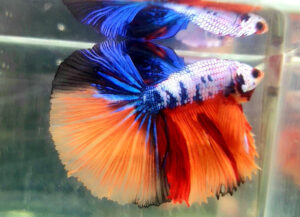 betta macho candy longtail