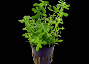 bacopa