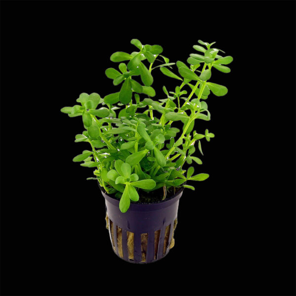 bacopa