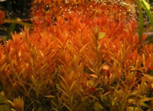 rotala orange juice