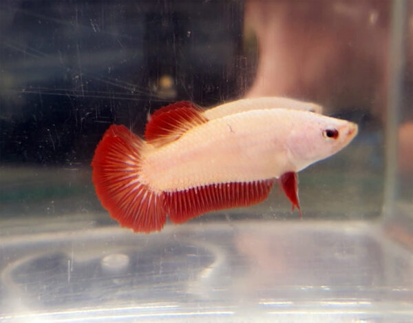 betta hembra red platinum pk short tail