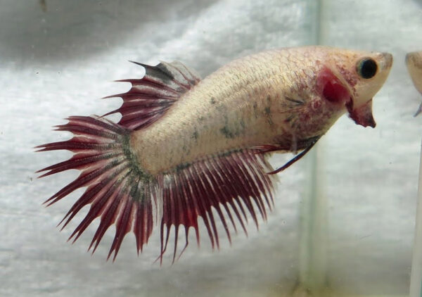 betta hembra crowntail red platinum