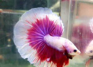 betta macho halfmoon lavender purple butterfly