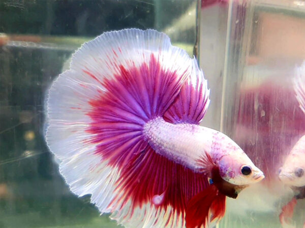 betta macho halfmoon lavender purple butterfly