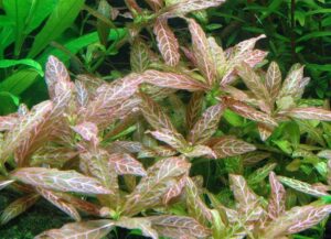 hygrophila polysperma