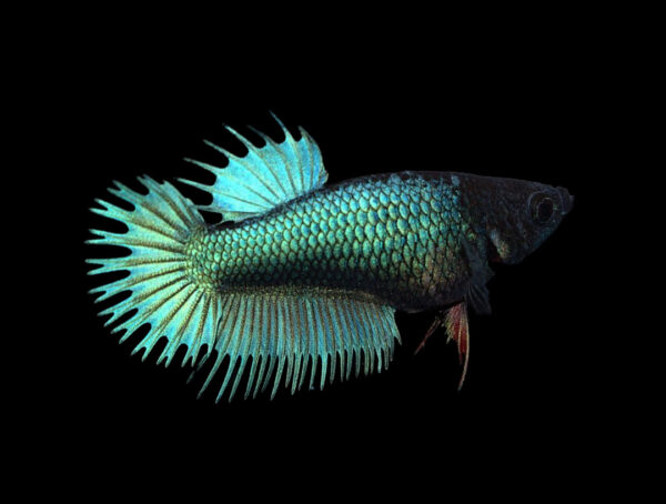 betta hembra crowntail emerald