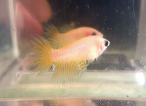 betta hembra crowntail yellow