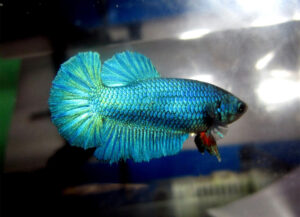 betta hembra Halfmoon Emerald Dragon