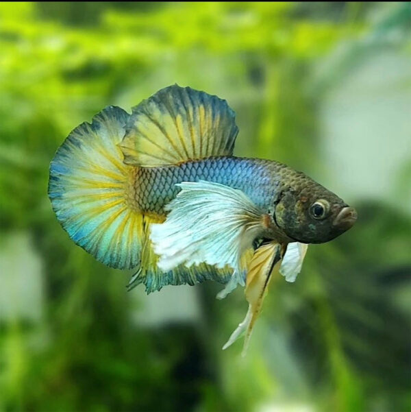 betta hembra dumbo mustard gas