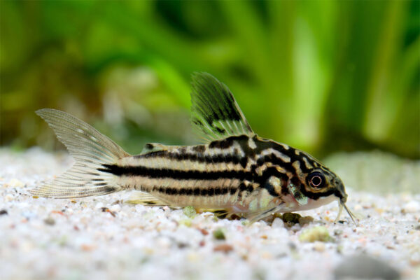 corydora nanus