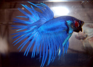 Betta macho Crowntail Blue Dragon