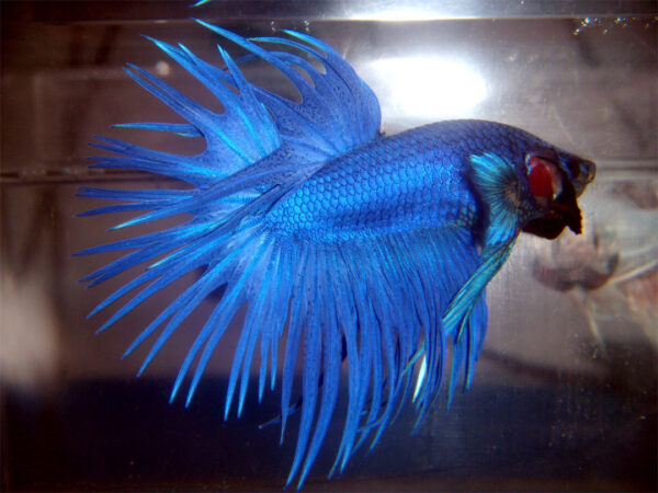 Betta macho Crowntail Blue Dragon