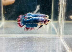 betta hembra crowntail green mascot