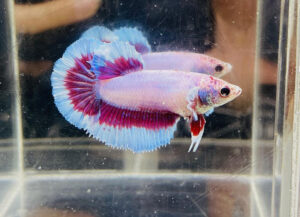 betta hembra halfmoon purple butterfly