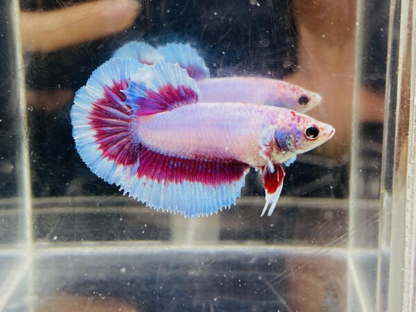 betta hembra halfmoon purple butterfly