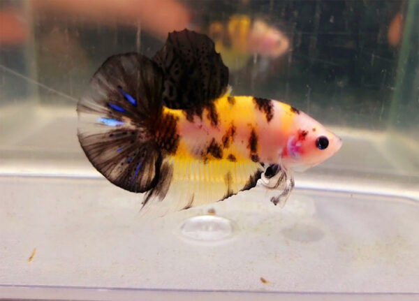 betta macho bumblebee short tail