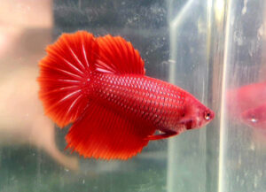 betta hembra rosetail super red