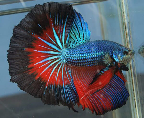 betta macho halfmoon green fire devil