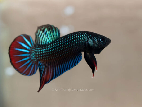 betta imbellis