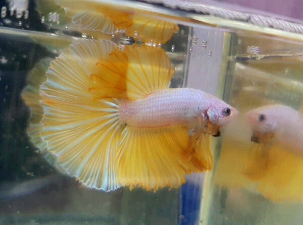 betta macho halfmoon yellow platinum