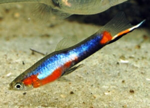 endler blue star