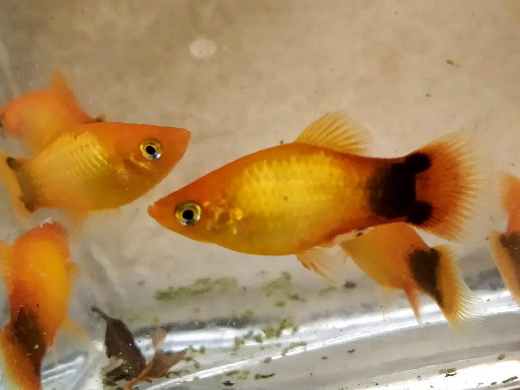 Platy Gold Mickey - Bettarea