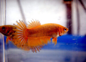 betta hembra crowntail orange extended