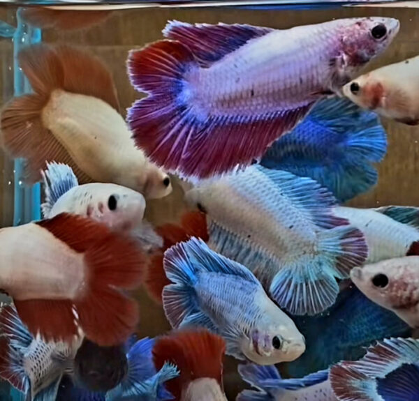 Betta hembra female doubletail