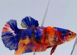 betta hembra blue candy