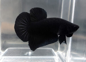 betta macho super black short tail plakat