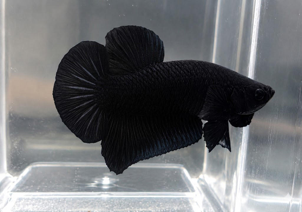 betta macho super black short tail plakat