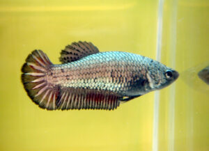 betta hembra female black devil dragon