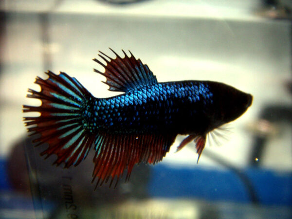 betta hembra crowntail red orchid