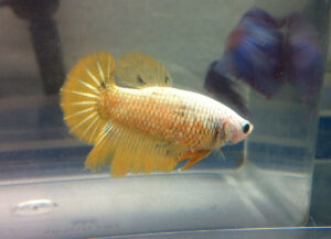 betta hembra halfmoon gold platinum