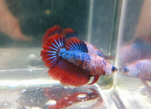 betta hembra rosetail marble blue fire