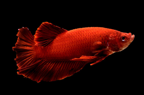 betta macho super red short tail plakat