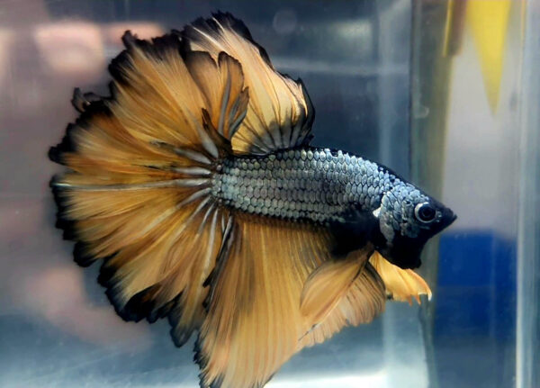 betta macho rosetail dark copper gold dragon