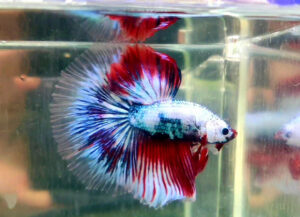 betta macho halfmoon multicolor dragon