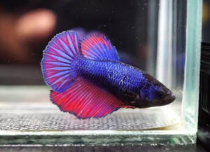 betta hembra halfmoon purple red