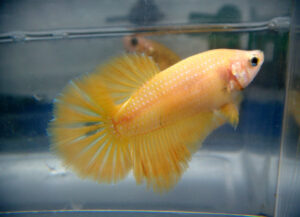 betta hembra halfmoon yellow