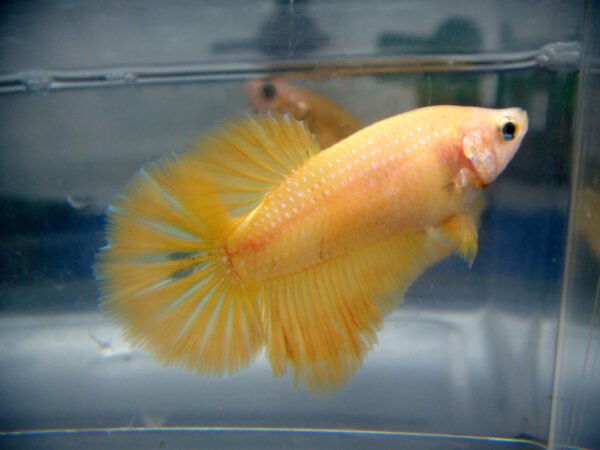 betta hembra halfmoon yellow