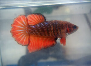 betta hembra halfmoon dark orange