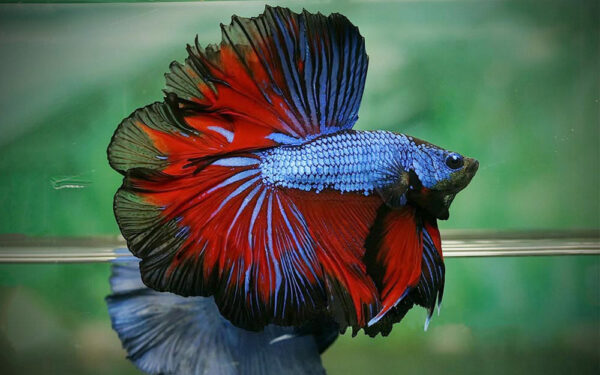 Betta macho halfmoon Blue fire devil dragon