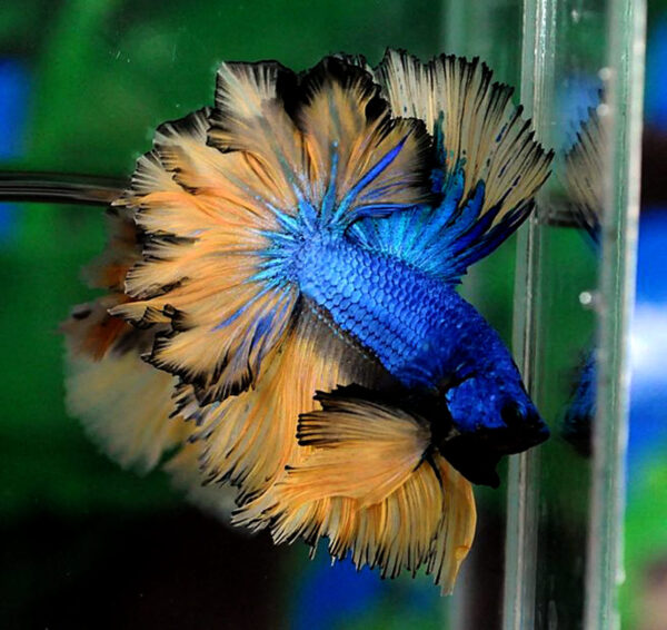 betta macho feathertail mustard gas dragon