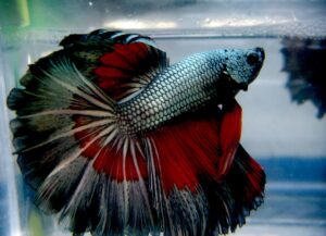 betta macho rosetail vampire copper dragon