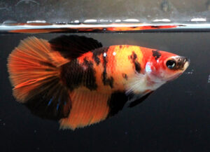 betta hembra nemo tiger longtail